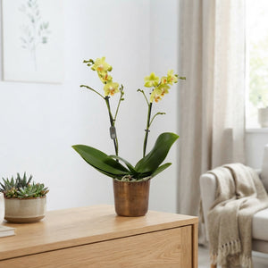 Mixed Phalaenopsis Orchid – 12cm Pot, 50cm High