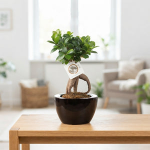 Ficus Ginseng Bonsai in Folded Ceramic Pot – 19cm