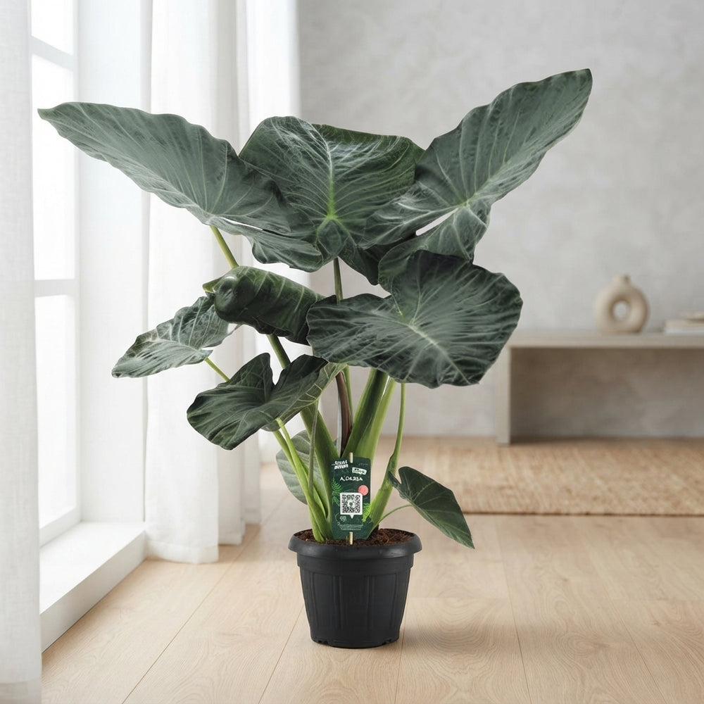 Alocasia Regal Shields – 35cm Pot, Approx. 140cm Height