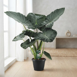 Alocasia Regal Shields – 35cm Pot, Approx. 140cm Height