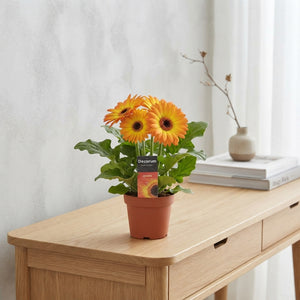 Mixed Gerbera Houseplant – 12cm Pot, 20cm High