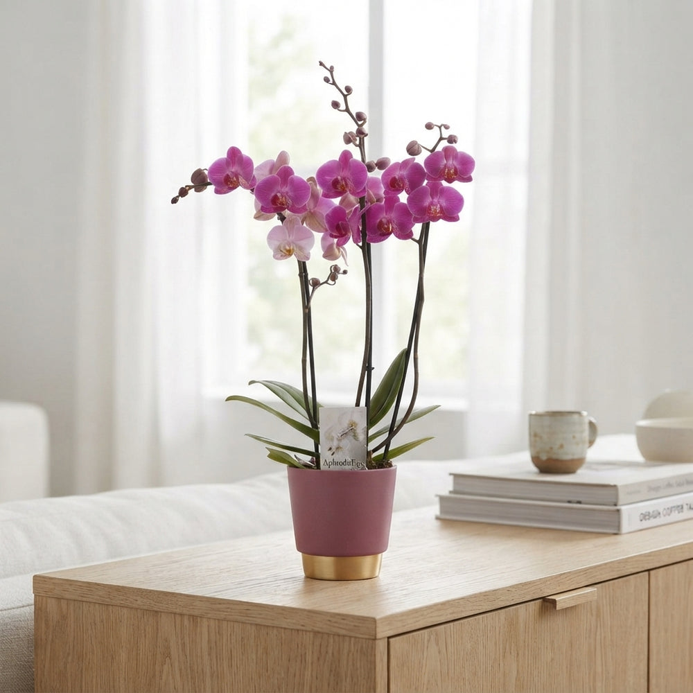 Mixed Phalaenopsis Orchid – 2 Stem, 12cm Ceramic Pot