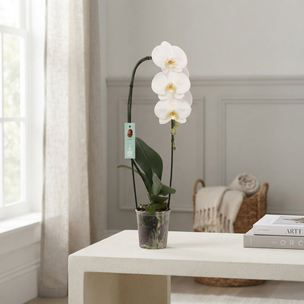 White Phalaenopsis Orchid – 12cm Pot, 60cm High