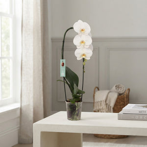 White Phalaenopsis Orchid – 12cm Pot, 60cm High