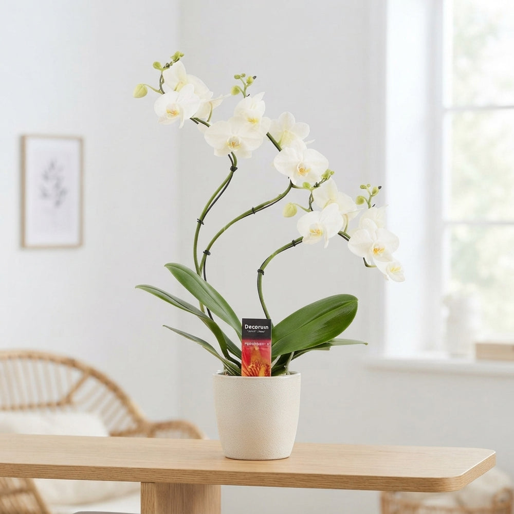 White Phalaenopsis Orchid – 12cm Ceramic Pot