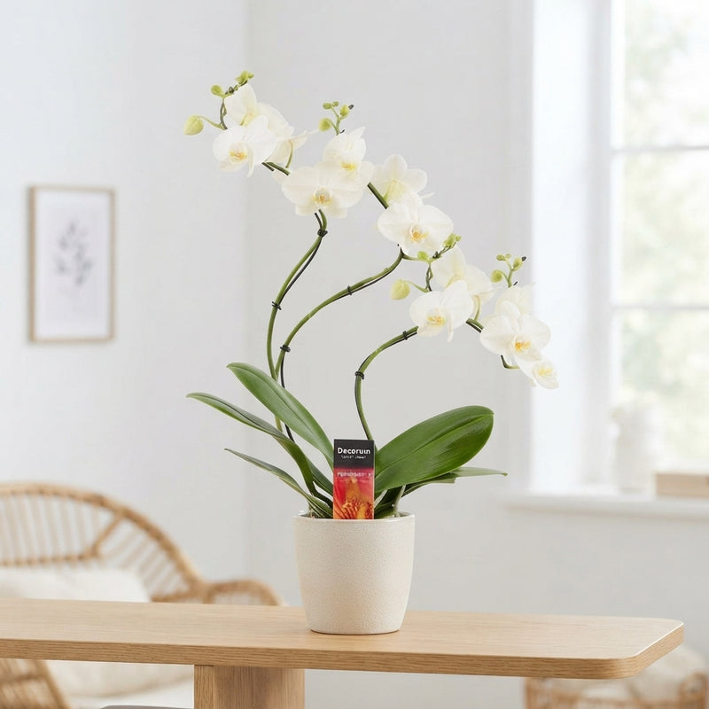 White Phalaenopsis Orchid – 12cm Ceramic Pot