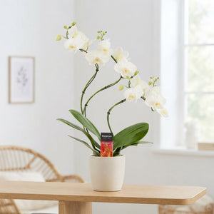 White Phalaenopsis Orchid – 12cm Ceramic Pot