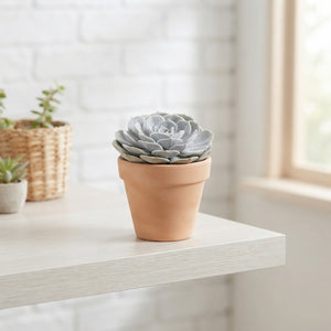 Mixed Succulent Plant Collection – 10.5cm Pot