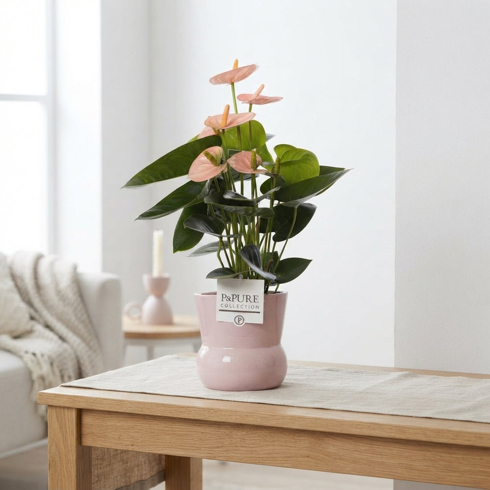 Anthurium Mixed Colours – 12cm Ceramic Pot, 45cm High