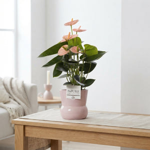 Anthurium Mixed Colours – 12cm Ceramic Pot, 45cm High
