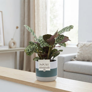 Ctenanthe Burle Marxii – 12cm Jade Ceramic Pot