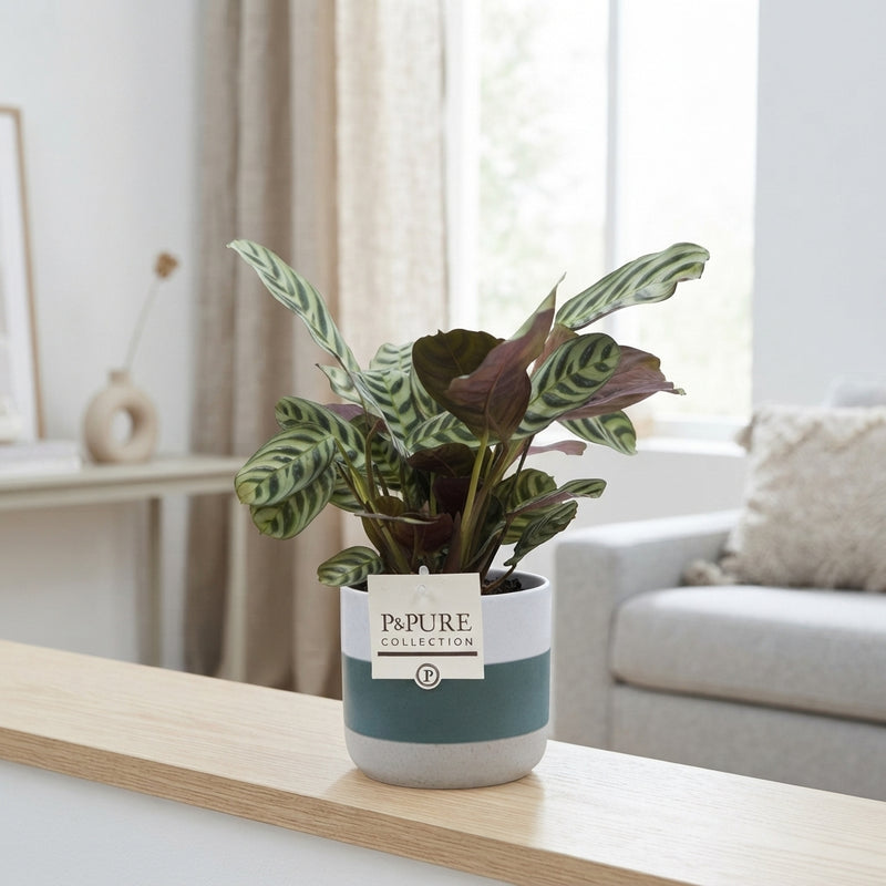 Ctenanthe Burle Marxii – 12cm Jade Ceramic Pot