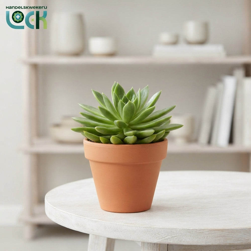 Mixed Succulent Plant Arrangement – 8.5cm Pot