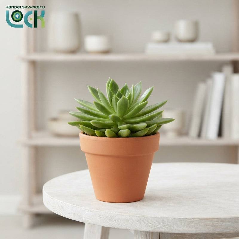 Mixed Succulent Plant Arrangement – 8.5cm Pot