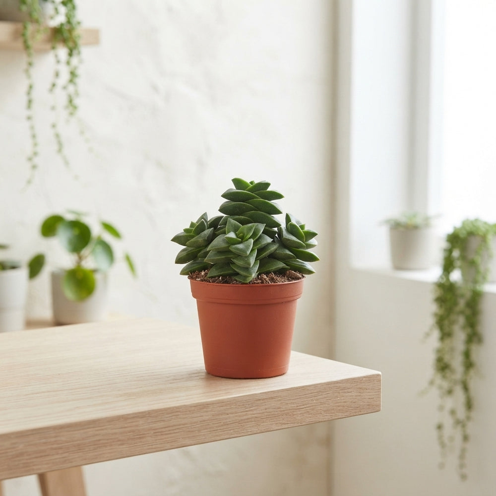Crassula ‘Spring Time’ – 8.5cm Pot