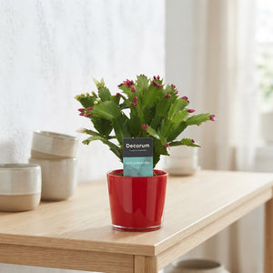 Red and White Christmas Cactus (Schlumbergera) – 9cm Pot