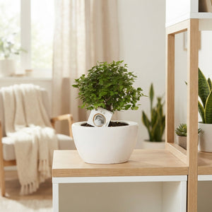 Indoor Bonsai Tree – 21cm Ceramic Pot