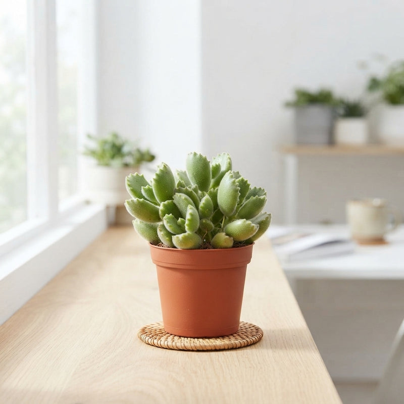 Ladismithiensis Cotyledon Succulent – 5.5cm Pot