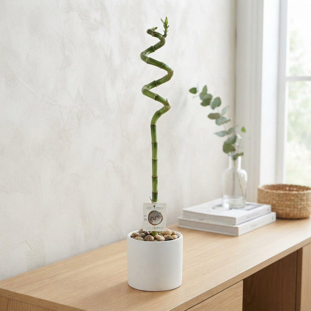 Lucky Bamboo Spiral (Dracaena sanderiana) – 5cm Pot
