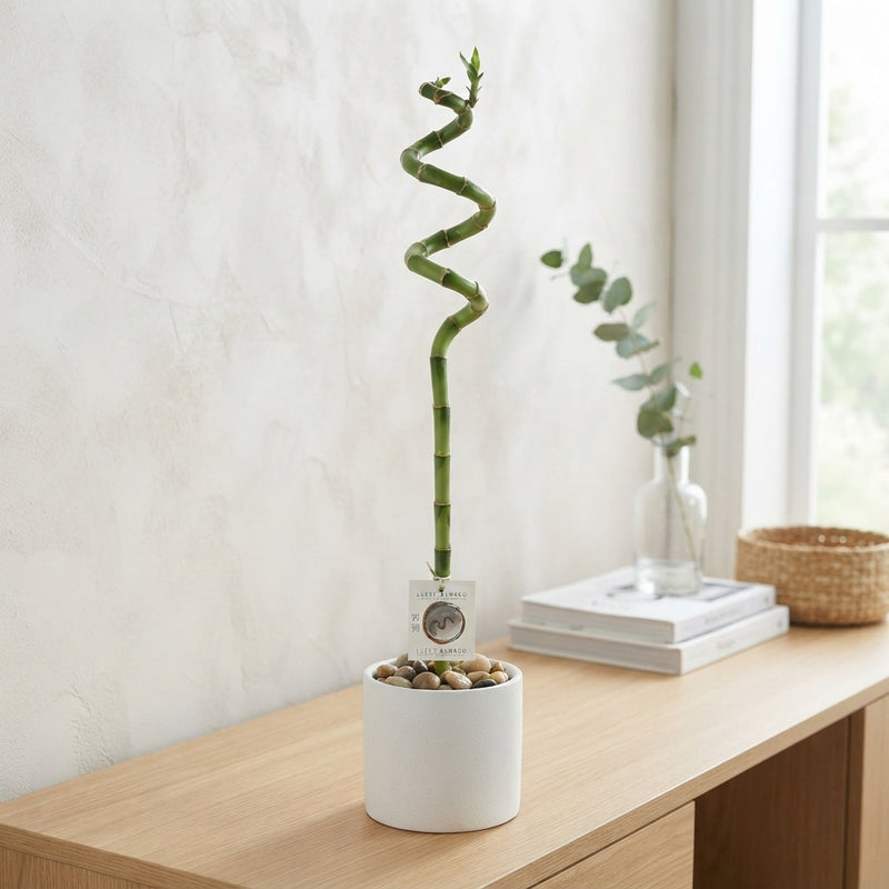 Lucky Bamboo Spiral (Dracaena sanderiana) – 5cm Pot