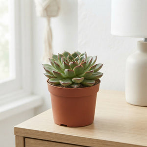 Echeveria Succulent – 10.5cm Pot