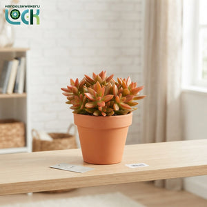 Mixed Autumn Succulent – 10.5cm Pot