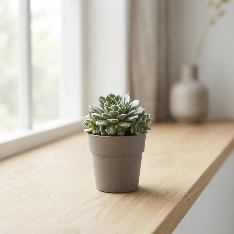 Mixed Succulent in Decorative Plastic Pot – 5.5cm
