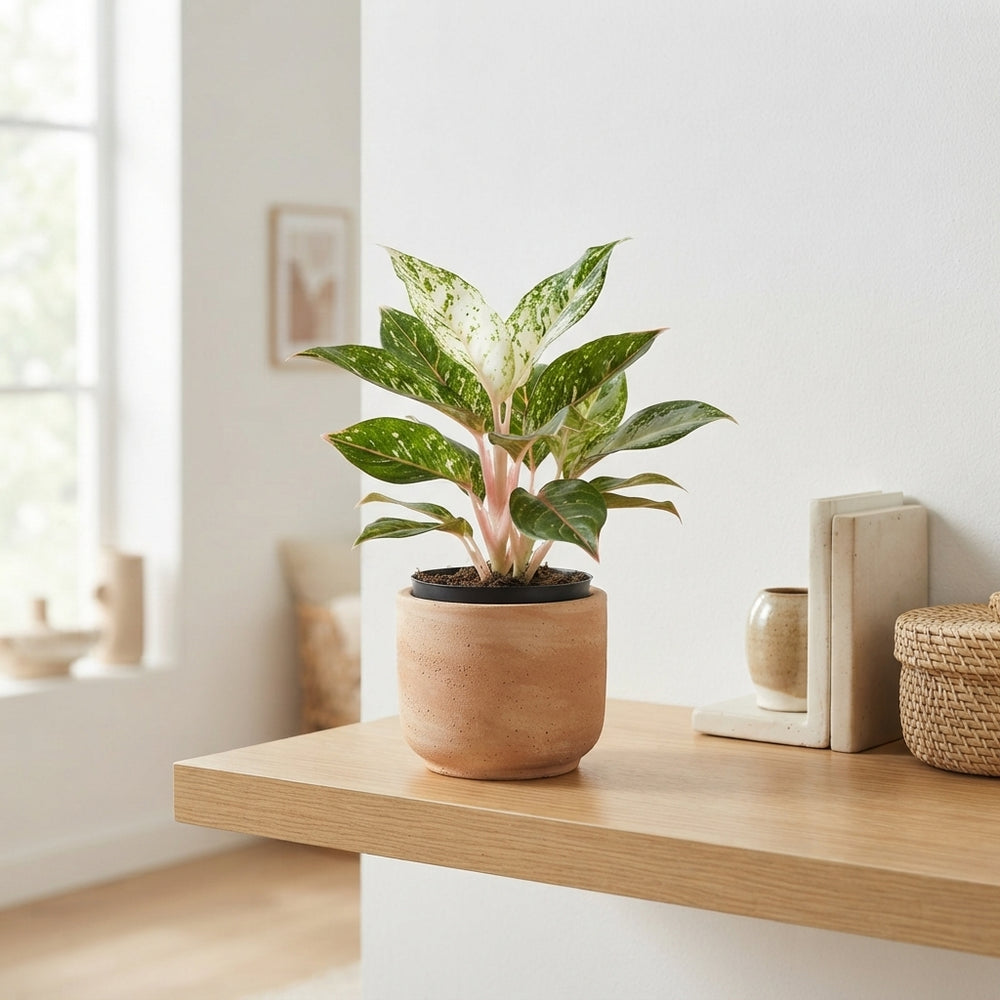 Aglaonema Houseplant – 12cm Pot, Approx. 30cm Tall