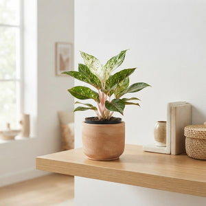 Aglaonema Houseplant – 12cm Pot, Approx. 30cm Tall