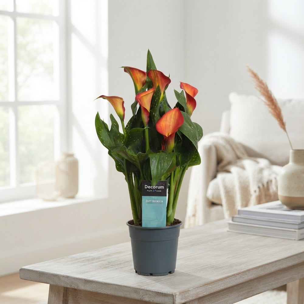 Orange Calla Lily (Zantedeschia) – 12cm Pot