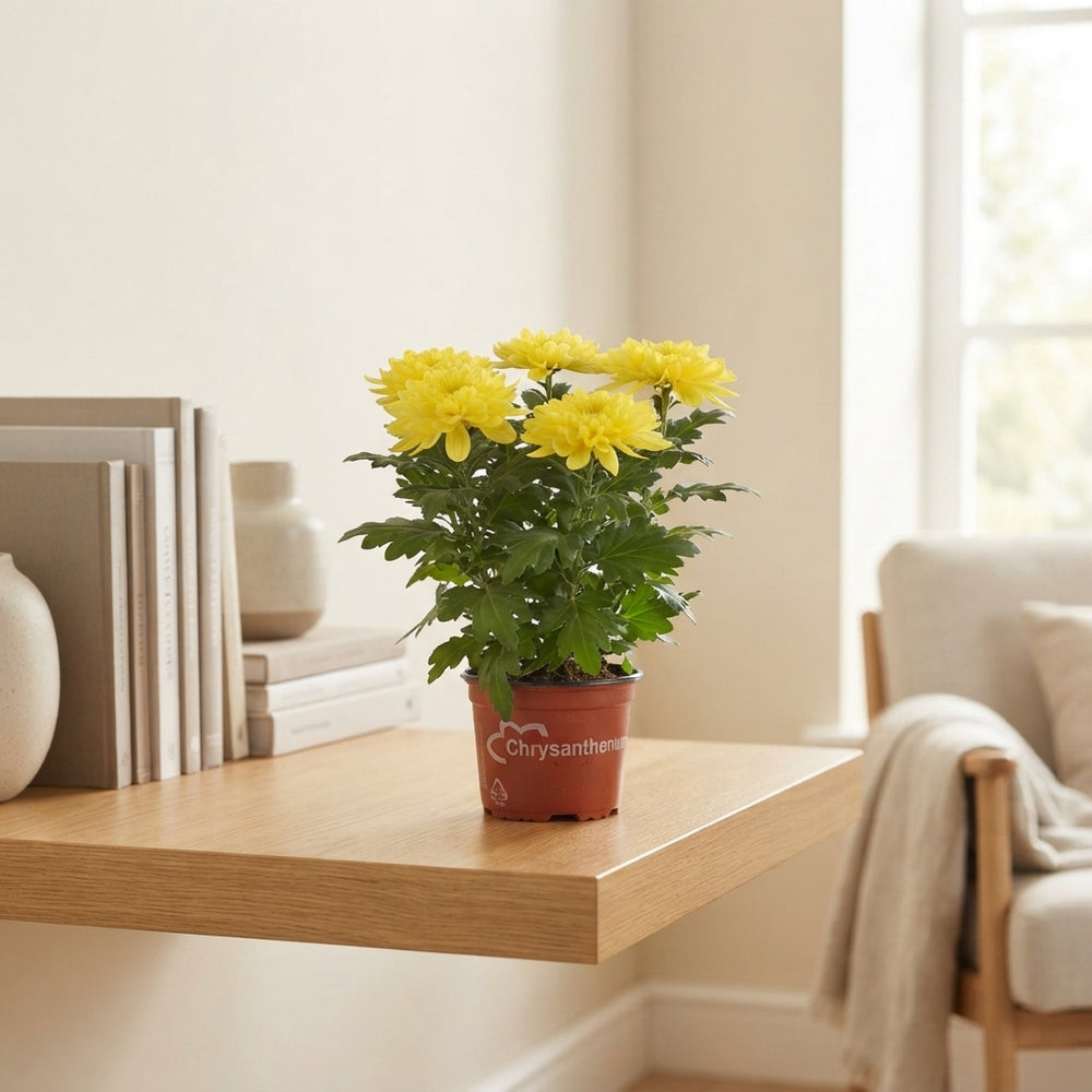 Mixed Chrysanthemum Houseplant – 15cm Pot