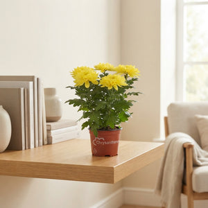 Mixed Chrysanthemum Houseplant – 15cm Pot