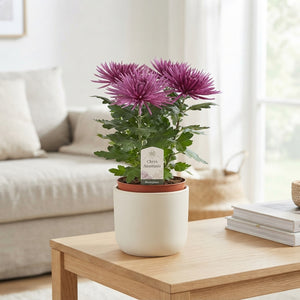 Mixed Chrysanthemum ‘Anastasia’ – 12cm Pot
