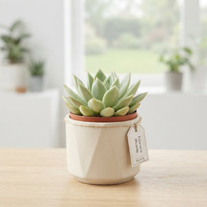 Echeveria Miranda Succulent – 6cm Pot