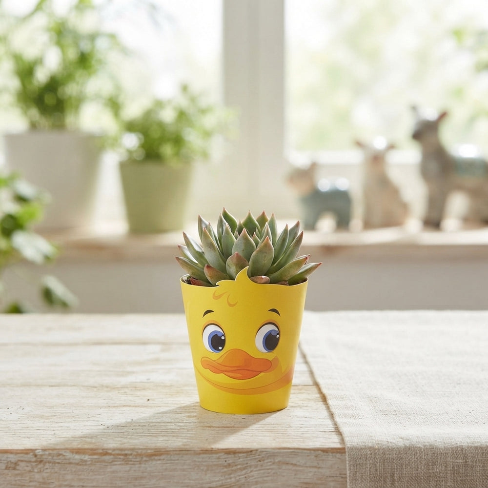 Mixed Succulent in Decorative Pot Cover – 5.5cm Pot