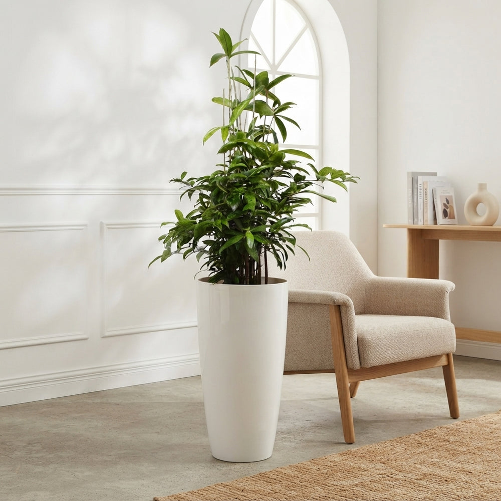 Dracaena Surculosa Bush Tree – 33cm Pot, 140cm High