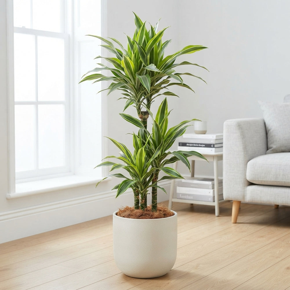 Dracaena fragrans ‘Deremensis’ – 21cm Pot, 120cm