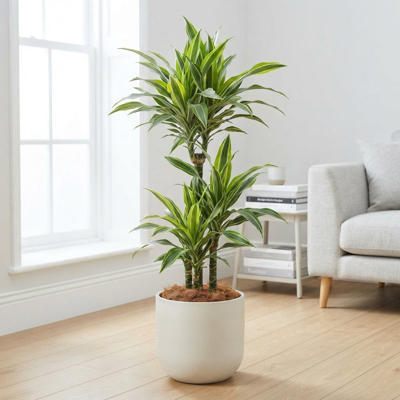 Dracaena fragrans ‘Deremensis’ – 21cm Pot, 120cm