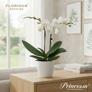 White Phalaenopsis Orchid ‘Princessa’ – 9cm Pot