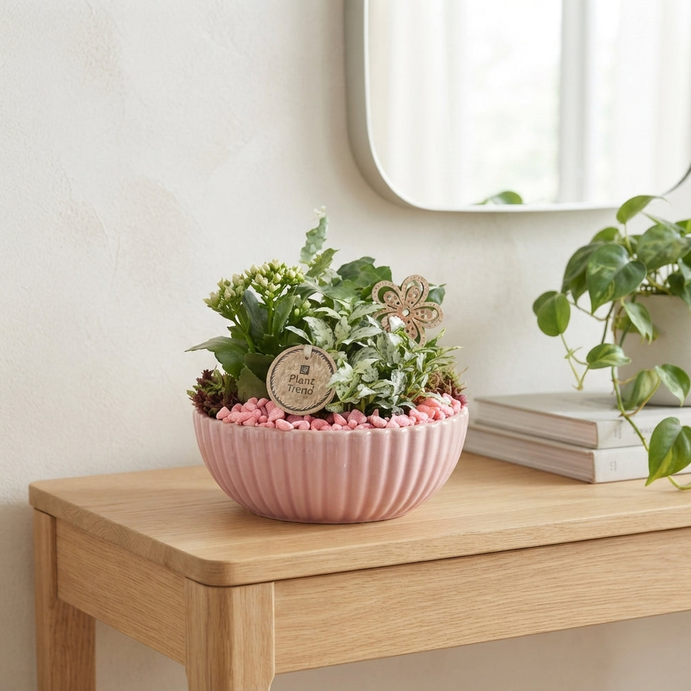 Indoor Plant Arrangement in Ribbed Bowl – 20cm