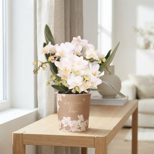 White Phalaenopsis Orchid (2 Stem) – 9cm Pot