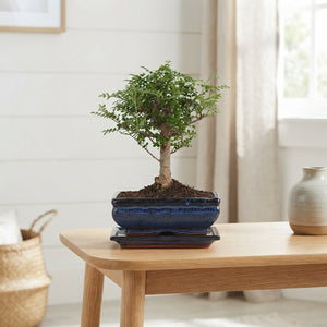 Indoor Green Bonsai Tree – 21cm Ceramic Pot