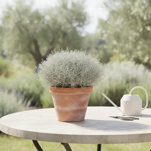 Cushion Bush (Leucophyta brownii) – 17cm Pot
