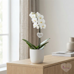 White Phalaenopsis Orchid – 12cm Pot, 65cm Tall