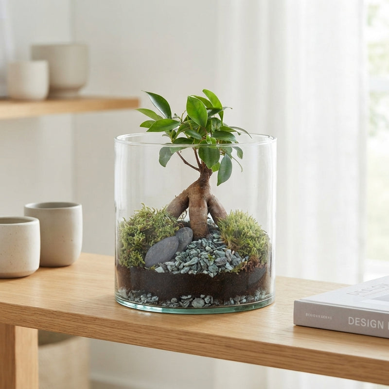 Ficus Ginseng Bonsai – 15cm Pot, 25cm High