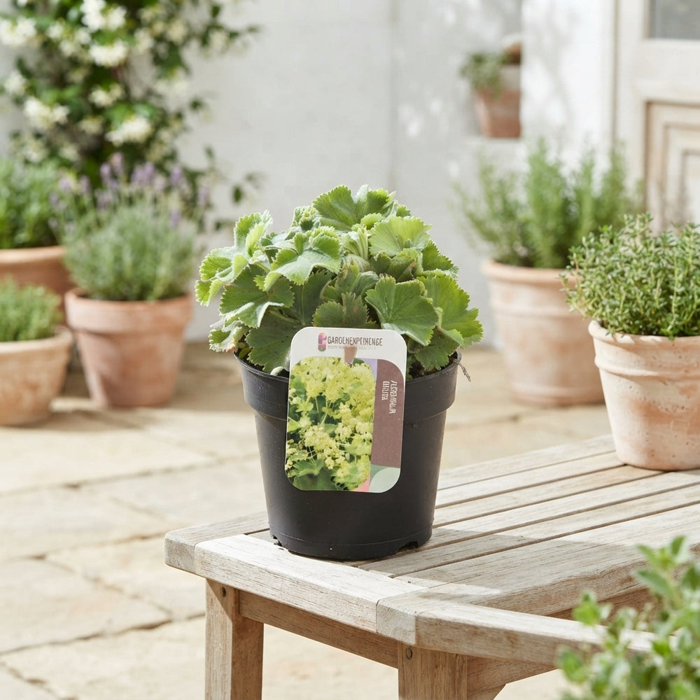 Lady's Mantle (Alchemilla mollis) – 13cm Pot