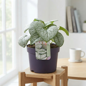 Silver Spear Brunnera macrophylla – 17cm Pot
