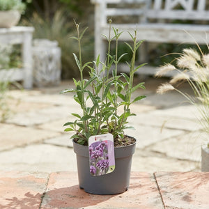 Verbena bonariensis – 17cm Pot, Approx. 30cm High