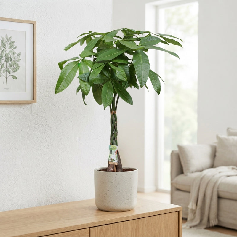 Money Tree (Pachira aquatica) – 24cm Pot