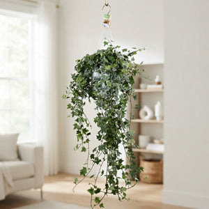 English Ivy (Hedera helix) – 24cm Pot